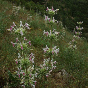 Morina persica